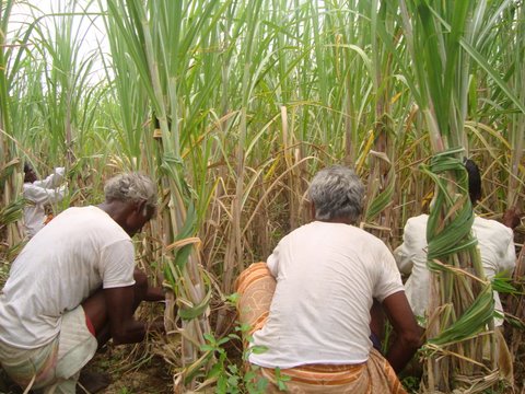 Eco-Farm: planting sugercane